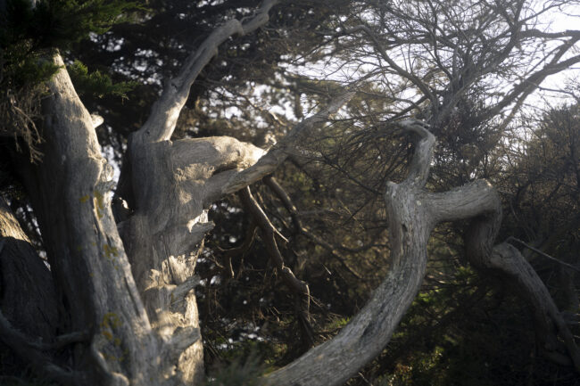 creations_autres_nature_07