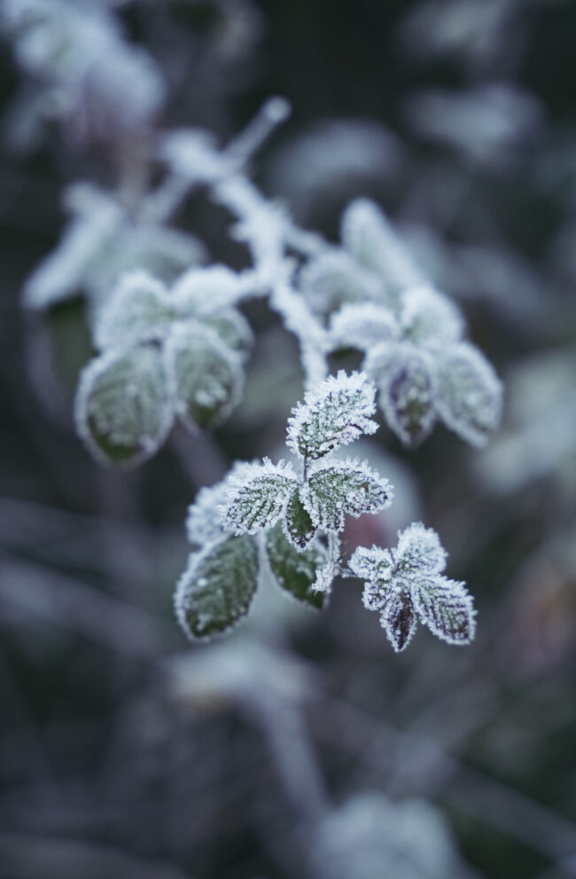 creations_autres_nature_27